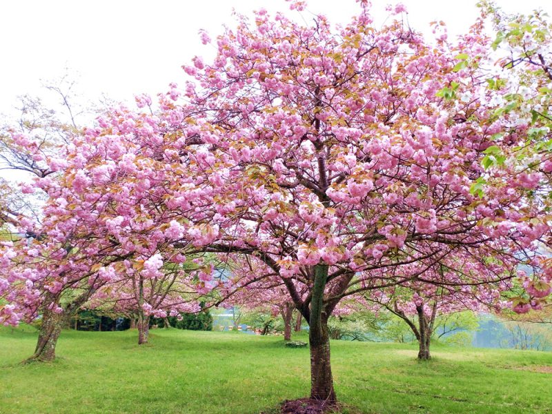 余呉湖の桜